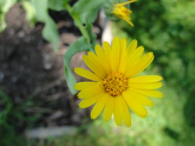 Billede af blomst